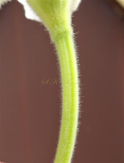  Pedicel